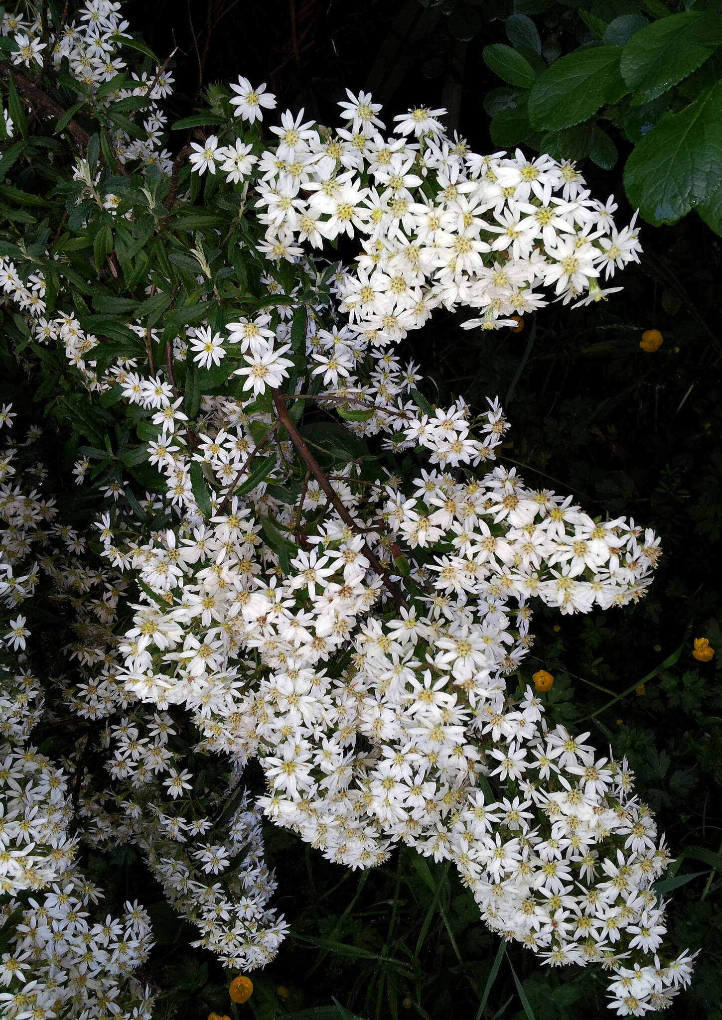 Olearia phlogopappa (Labill.) DC. resmi