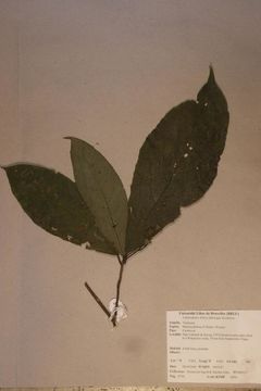 Image of <i>Rinorea dentata</i> (P. Beauv.) O. Ktze