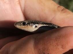 Image of Southern Prairie Skink