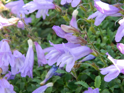 Слика од Penstemon fruticosus var. serratus (Keck) Cronq.