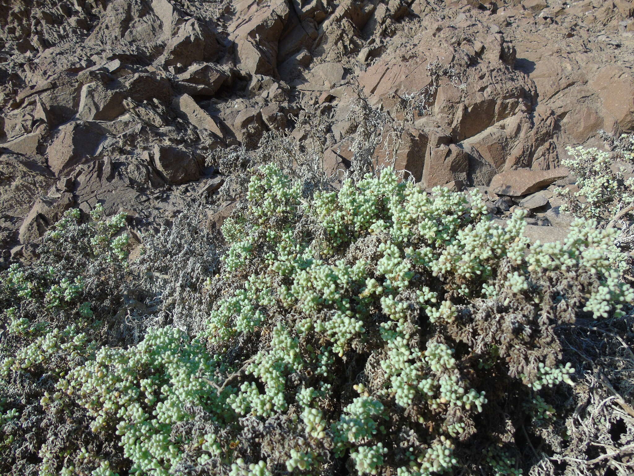 Image de Nolana peruviana (Gaud.) I. M. Johnst.