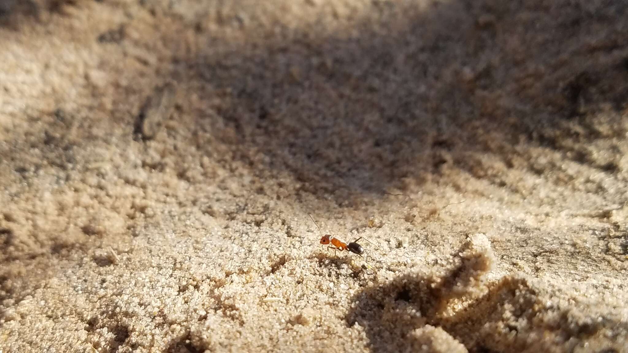 Image of Bi-colored Pyramid Ant