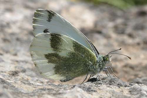 Image of Pieris krueperi Staudinger 1860