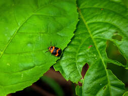 Image of Tropidorhinella onorei Carvalho & Webb 2004