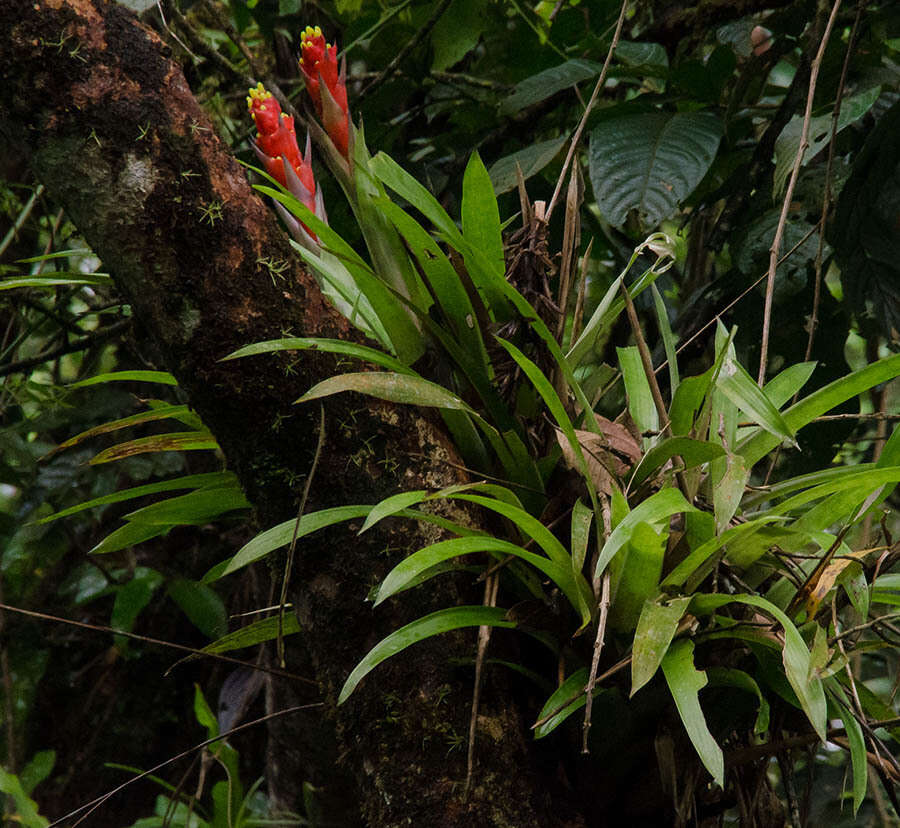 Image of Guzmania donnellsmithii Mez ex Donn. Sm.