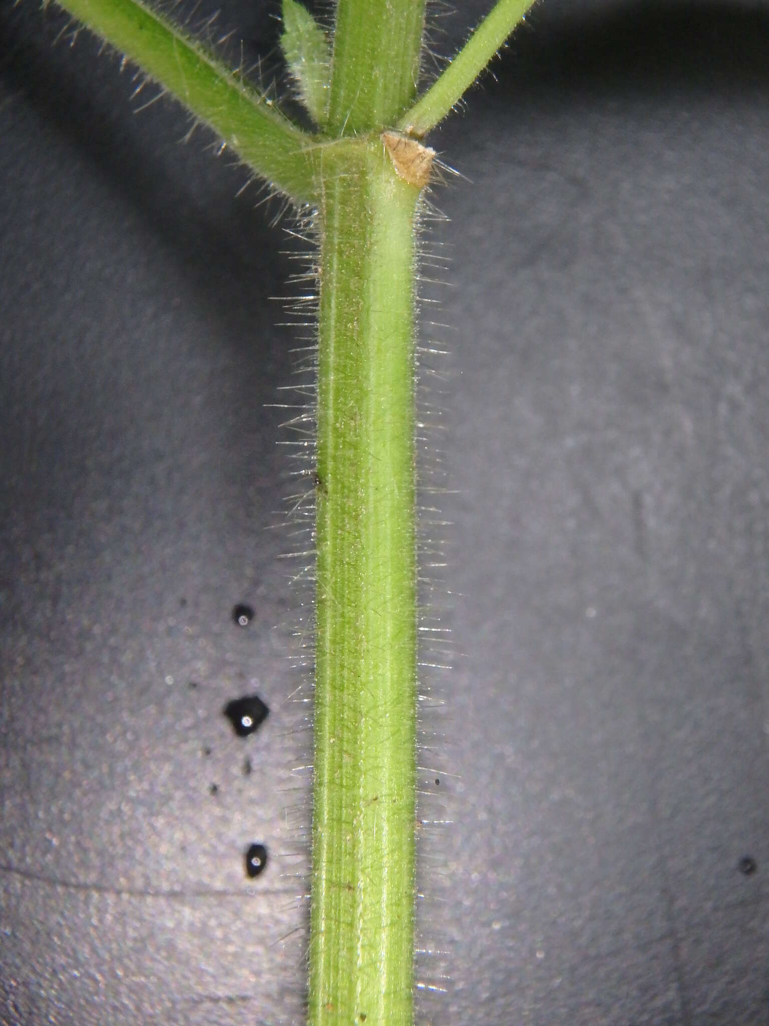 Image of Heart-Leaf Hedge-Nettle