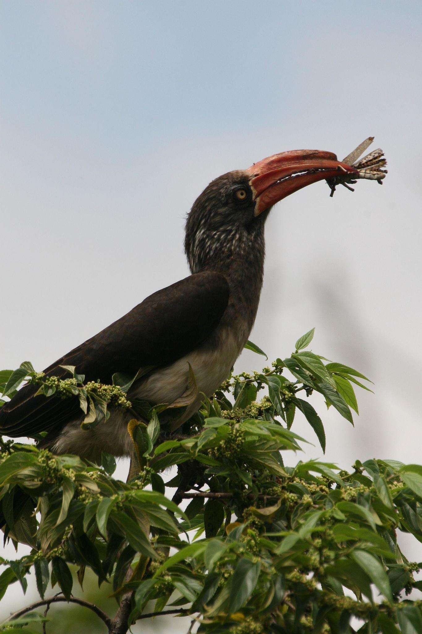 Image of Crowned Hornbill