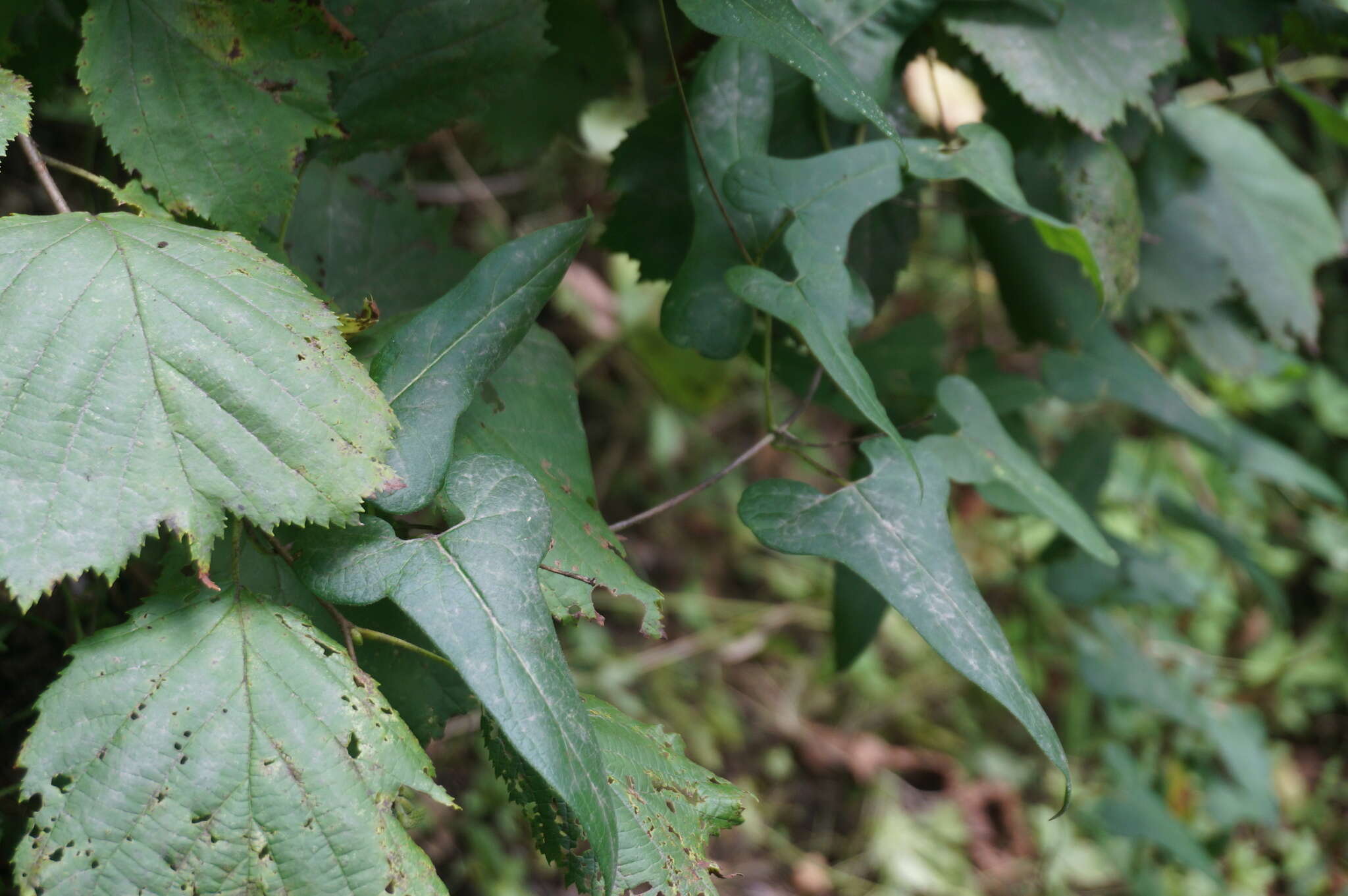 Image of Cynanchum bungei Decne.