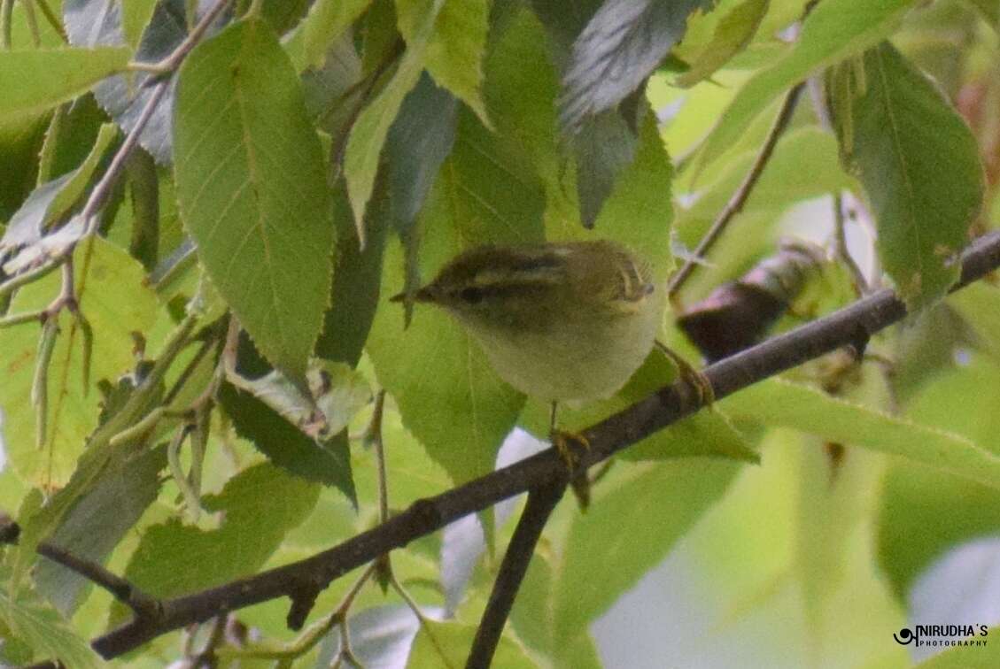 Image of Blyth's Leaf Warbler