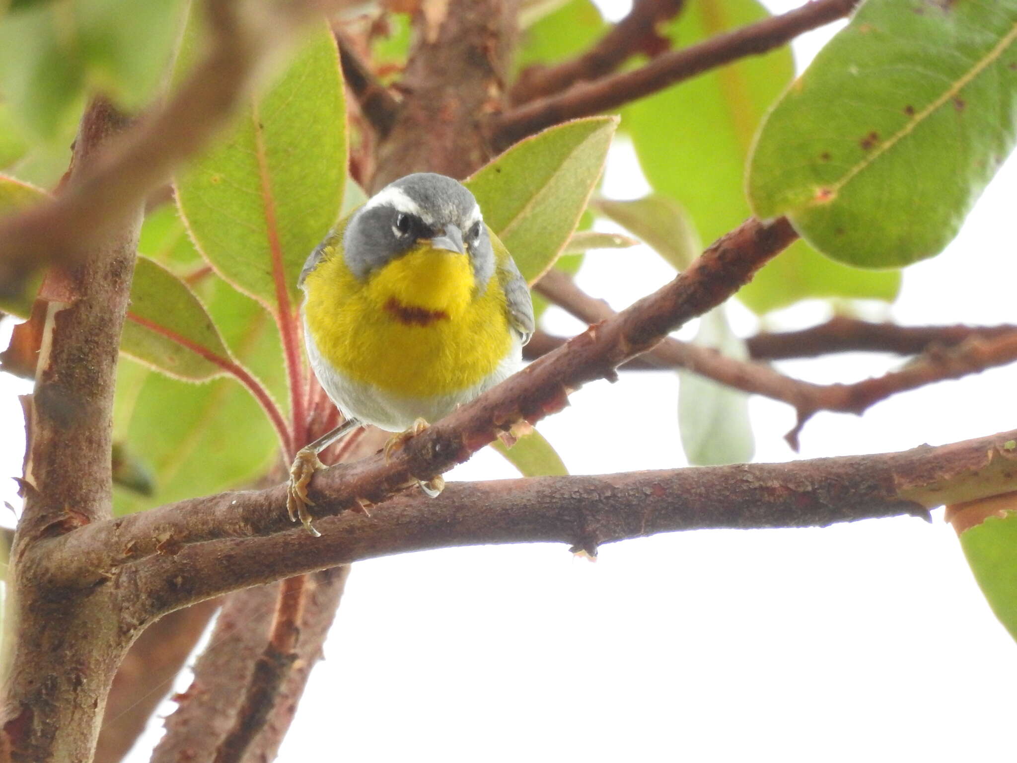 Image of Crescent-chested Warbler