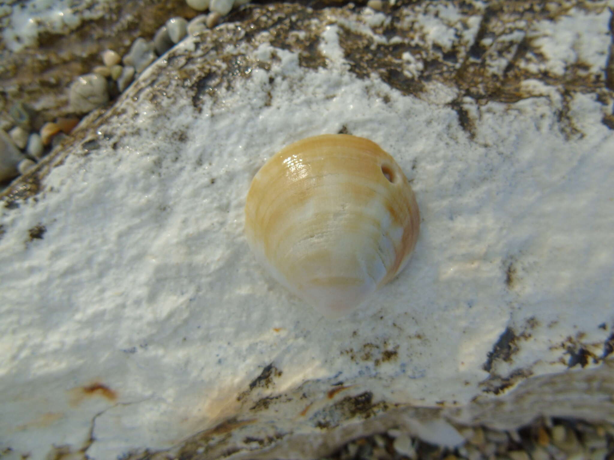 Слика од Glycymeris pilosa (Linnaeus 1767)