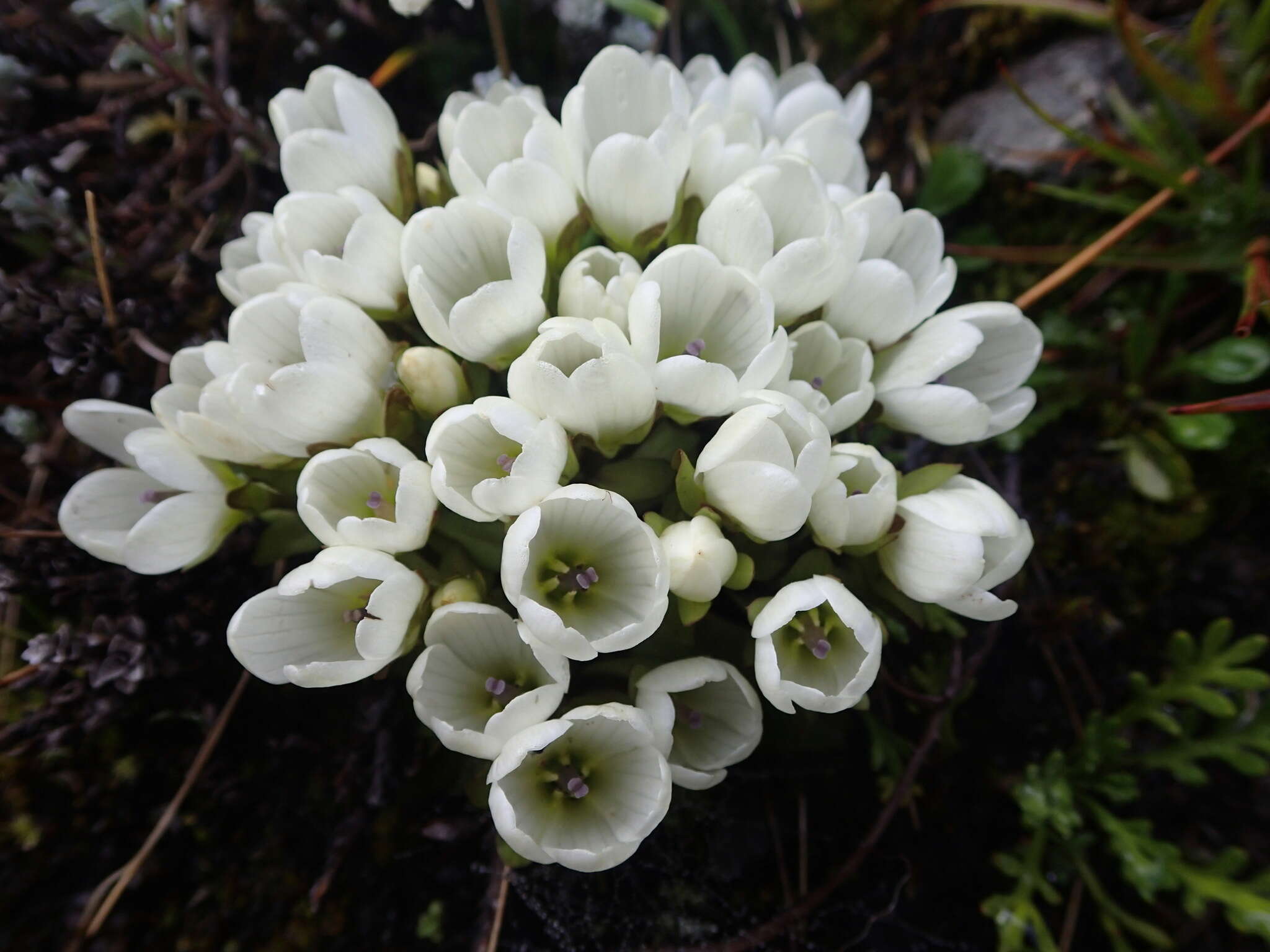 Image of Gentianella divisa (Kirk) Glenny