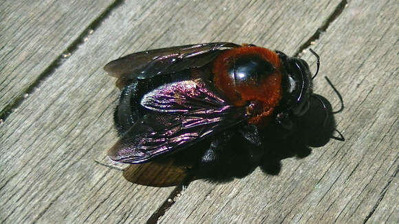 Imagem de Xylocopa similis Smith 1874