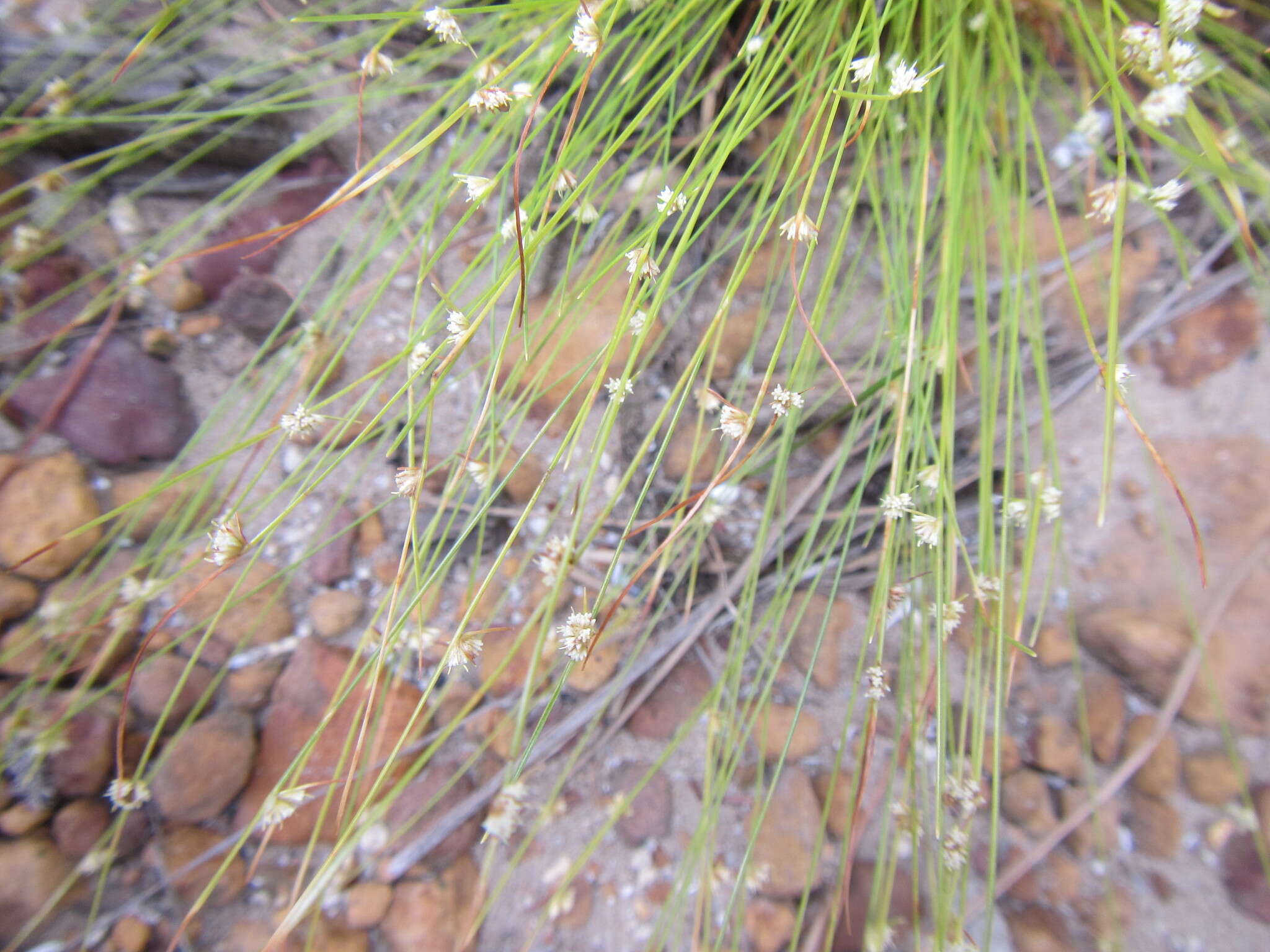 Image of Ficinia minutiflora C. B. Clarke