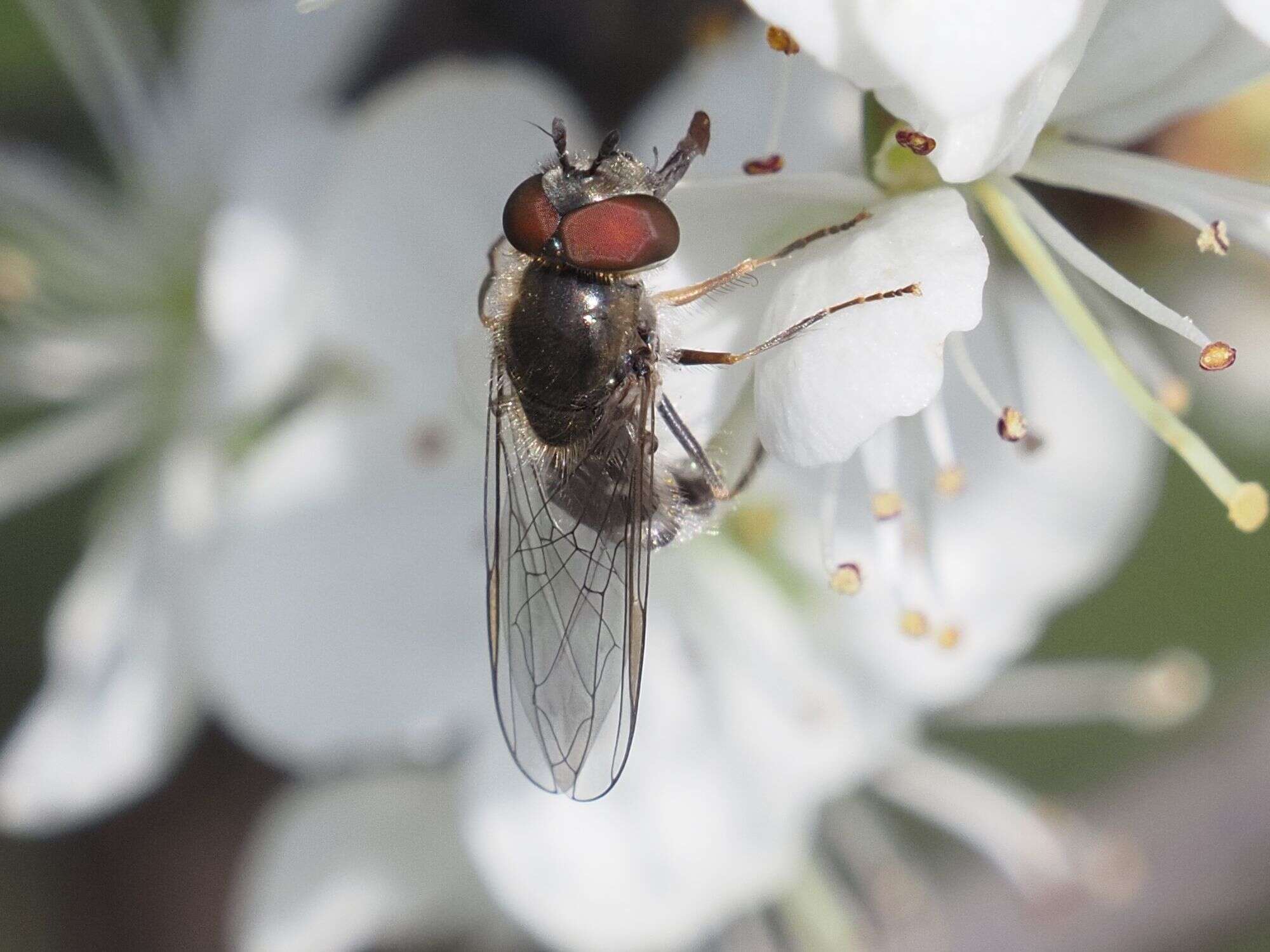 Platycheirus ambiguum (Fallén 1817) resmi