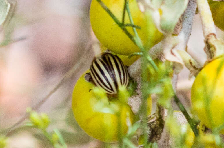 Imagem de Besouro-da-batata