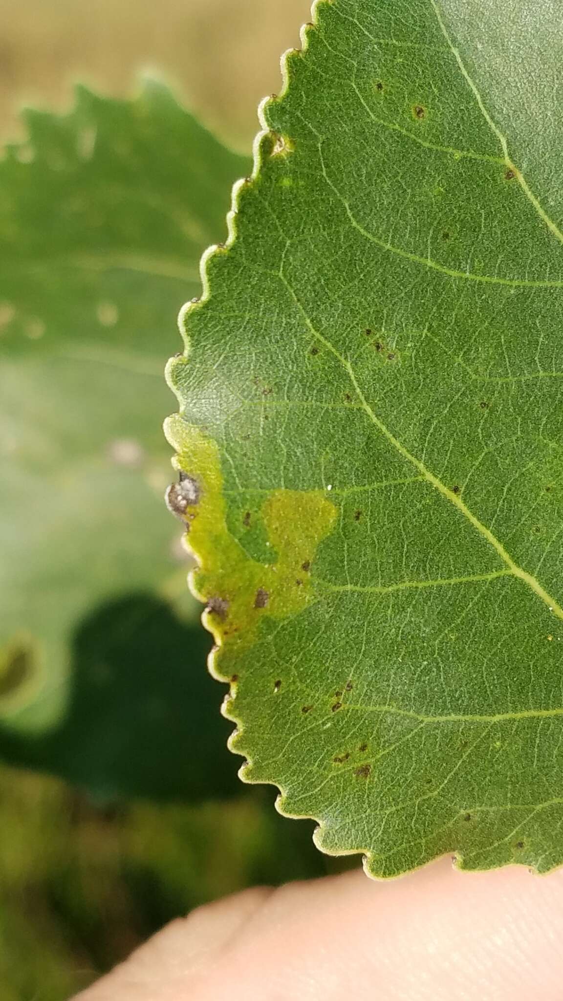 Image of Stigmella populetorum (Frey & Boll 1878) Wilkinson et al. 1979