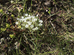 Image de Sabulina californica (A. Gray) Dillenb. & Kadereit