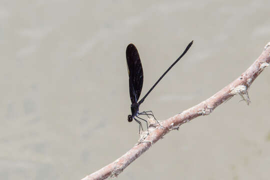 Image of Smoky Rubyspot