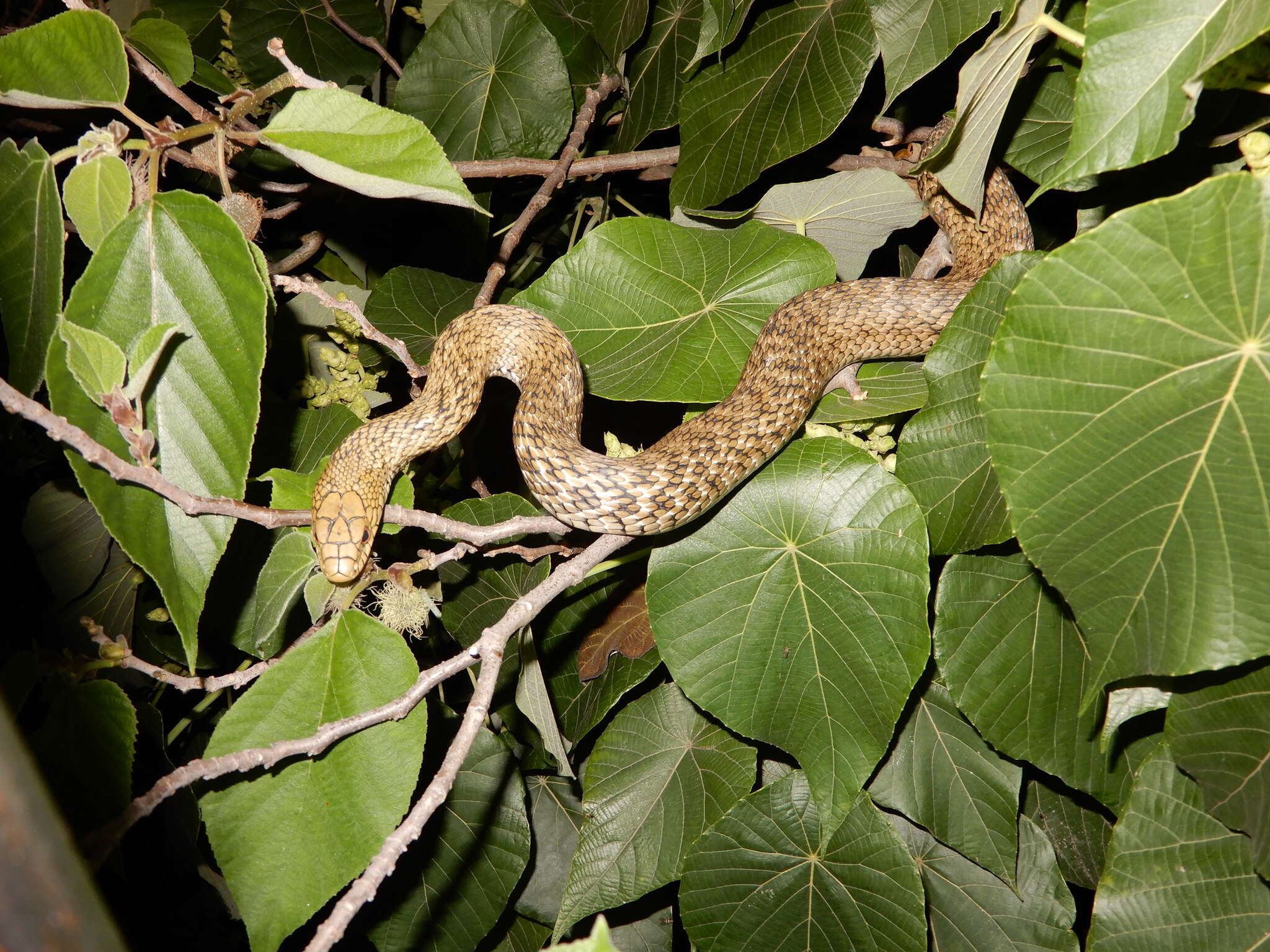 Image of King ratsnake