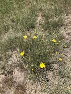 Image of Gutierrezia sericocarpa (A. Gray) M. A. Lane