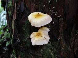 Image of Armillaria limonea (G. Stev.) Boesew. 1977