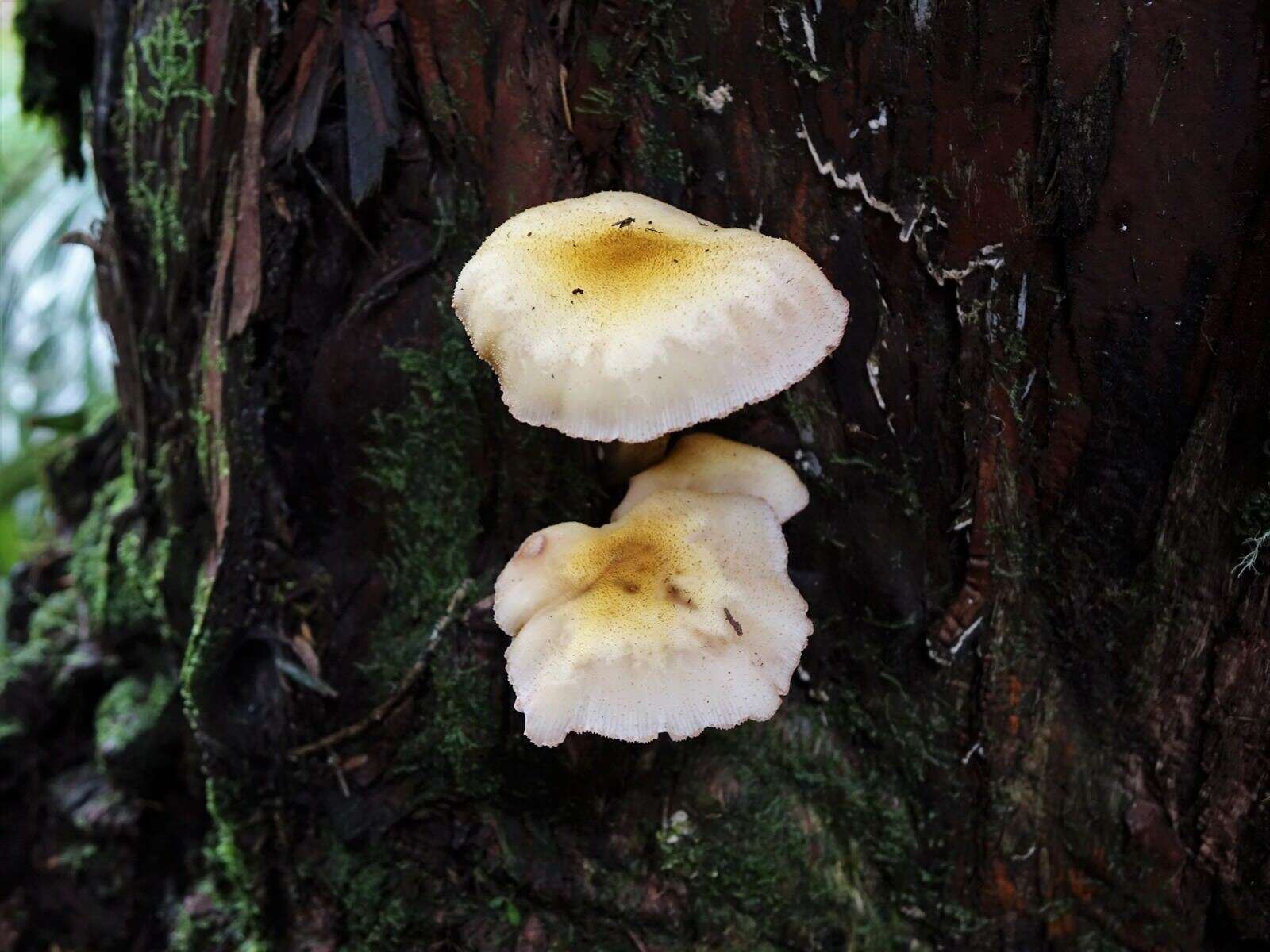 Image of Armillaria limonea (G. Stev.) Boesew. 1977