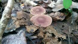 Image of Psathyrella bipellis (Quél.) A. H. Sm. 1946