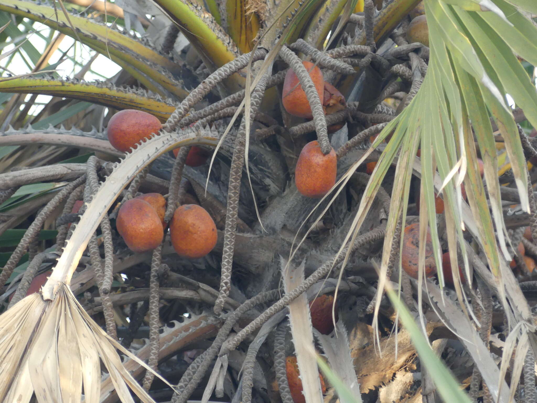 Image de Hyphaene dichotoma (J. White Dubl. ex Nimmo) Furtado