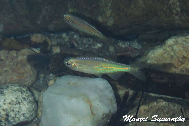 Image of Blue danio