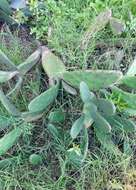 Image of <i>Opuntia bonaerensis</i>