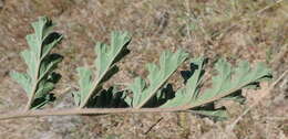 Imagem de Pelargonium radulifolium (Eckl. & Zeyh.) Steud.