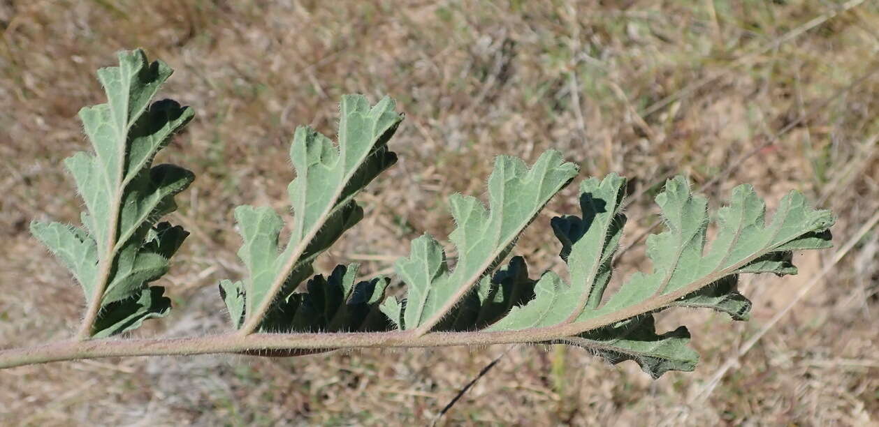 Imagem de Pelargonium radulifolium (Eckl. & Zeyh.) Steud.