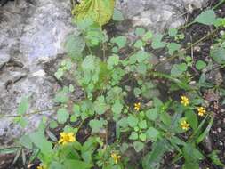 Image of Euphorbia ocymoidea L.