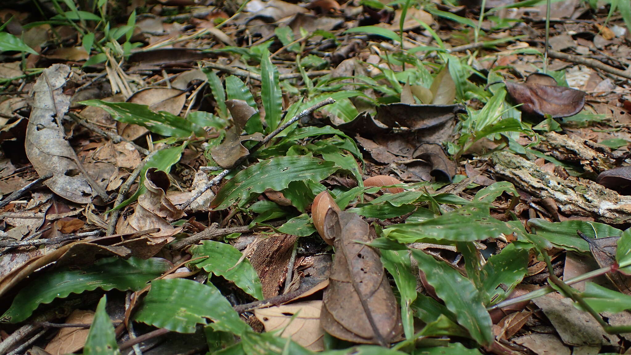 Plancia ëd Megastachya mucronata (Poir.) P. Beauv.