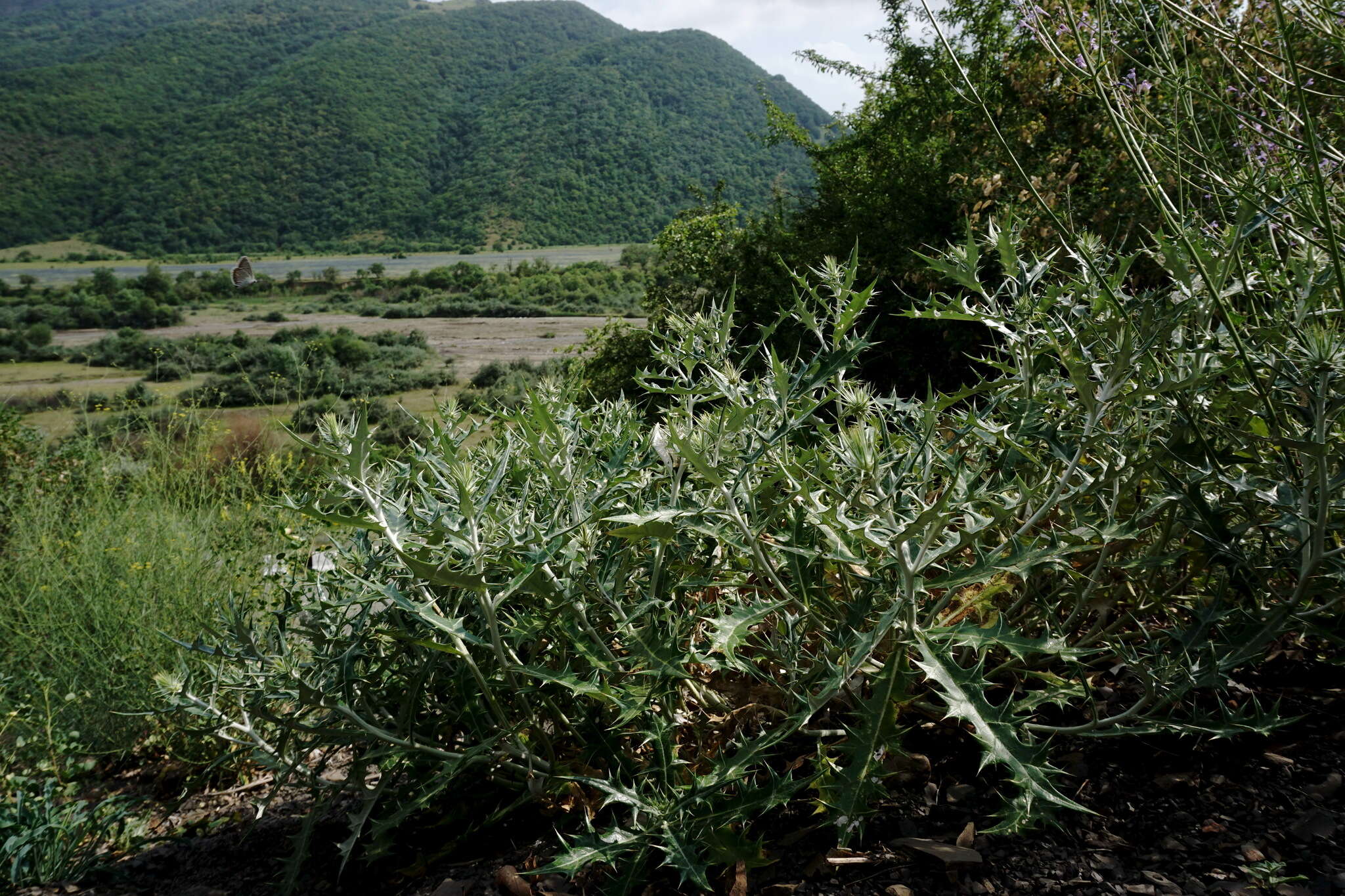 Image de Lamyropsis sinuata (Trautv.) Dittrich