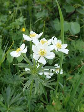 Imagem de Anemonastrum narcissiflorum (L.) Holub