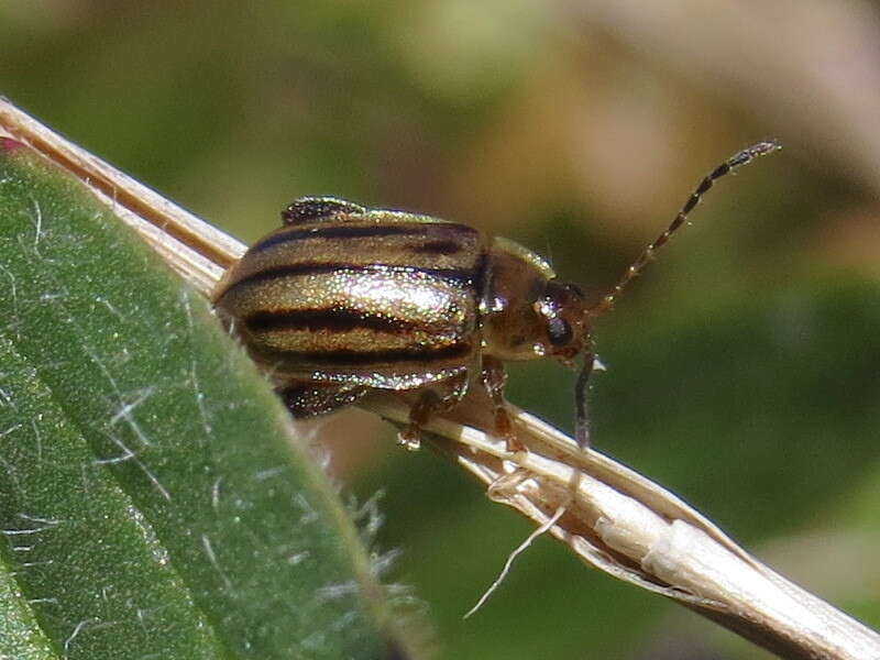 Image of Capraita subvittata (Horn 1889)