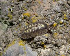 Image of Porcellio spinipennis Budde-Lund 1885