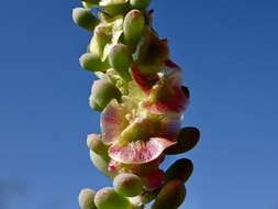 Image of rosy bluebush