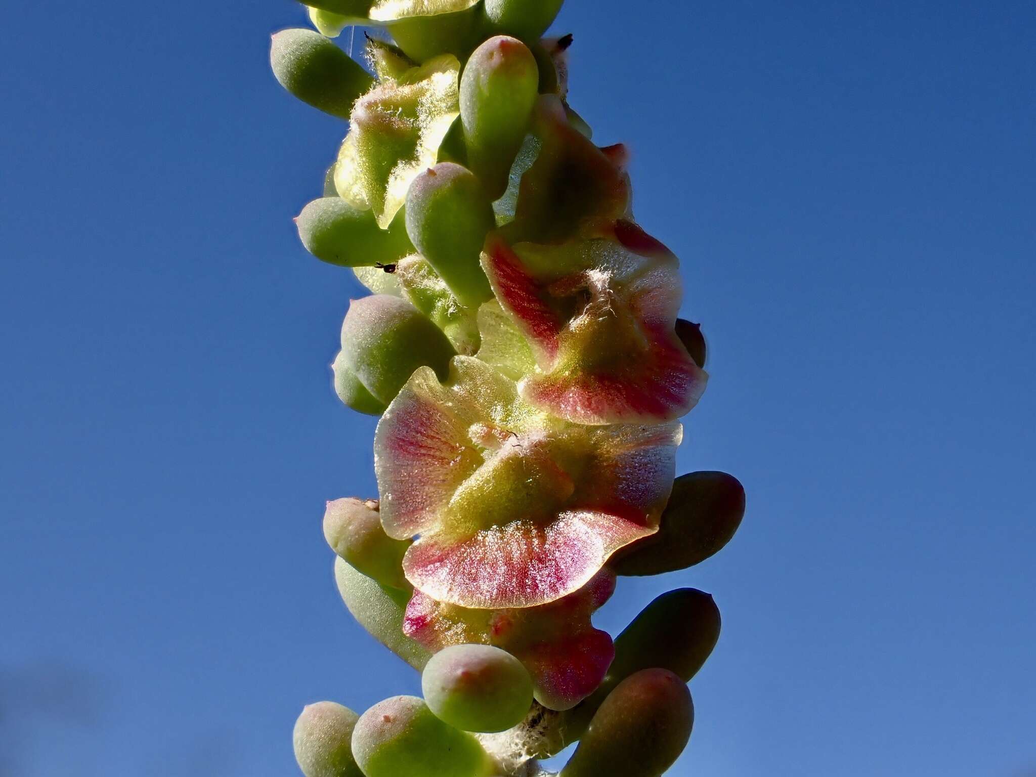 Image of rosy bluebush