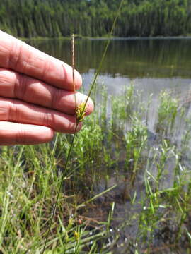 Carex oligosperma var. oligosperma resmi