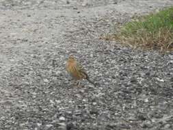 Image of Red-throated Pipit