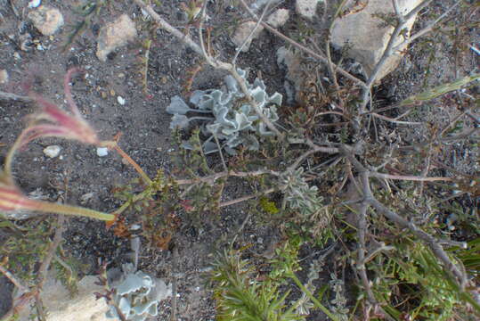 Image of Pelargonium caucalifolium Jacq.