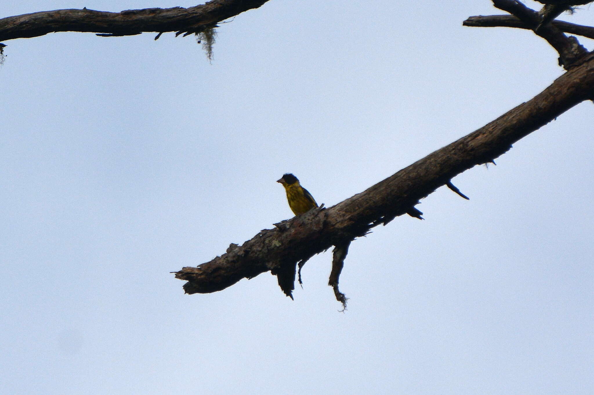 Image of Vietnamese Greenfinch