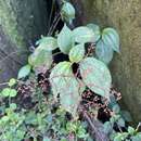 Imagem de Pilea leptophylla Urb.