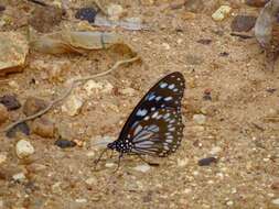 صورة <i>Tirumala petiverana</i>