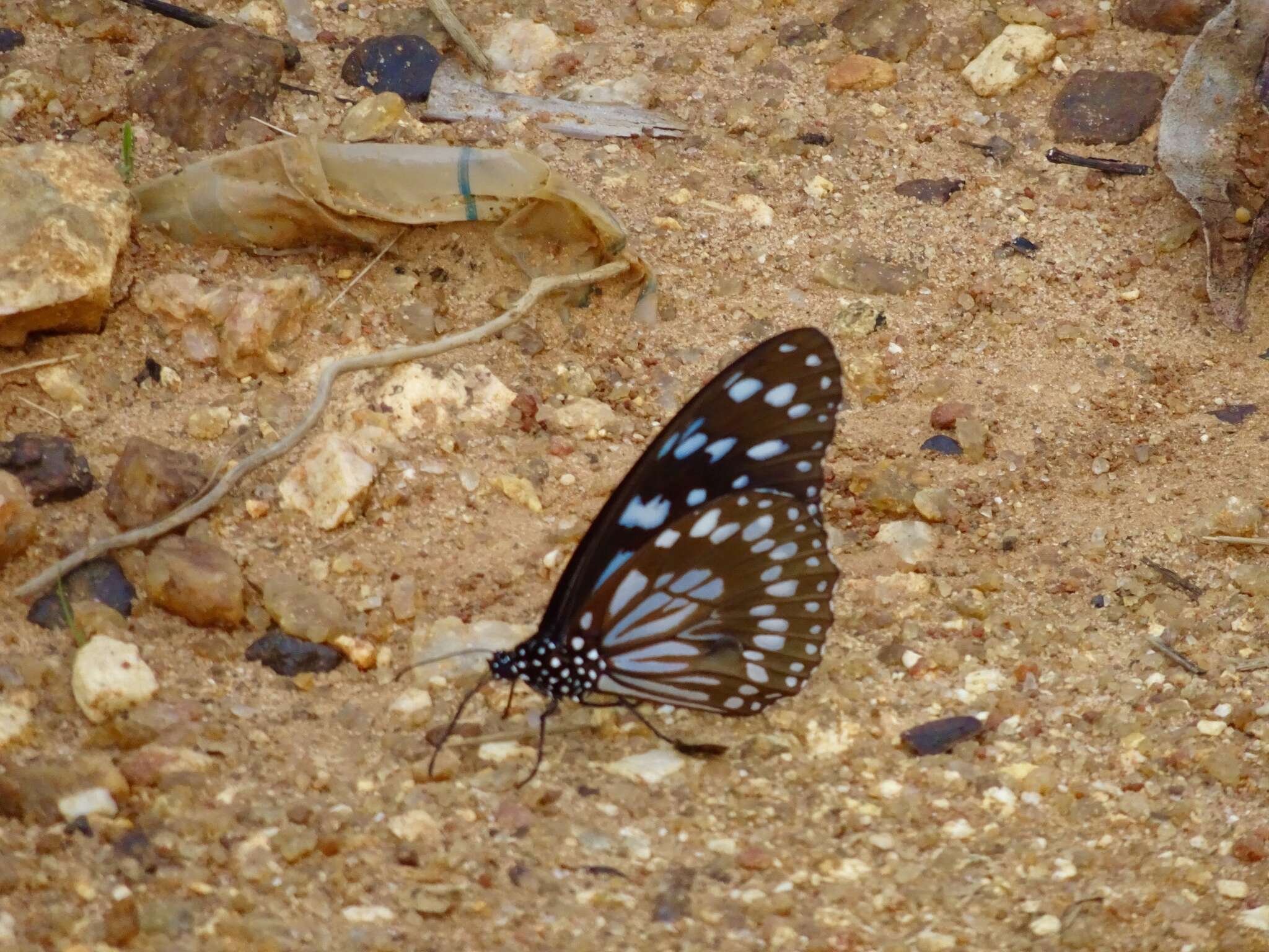 Image of <i>Tirumala petiverana</i>