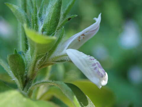 Sivun Isoglossa ciliata (Nees) Engl. kuva