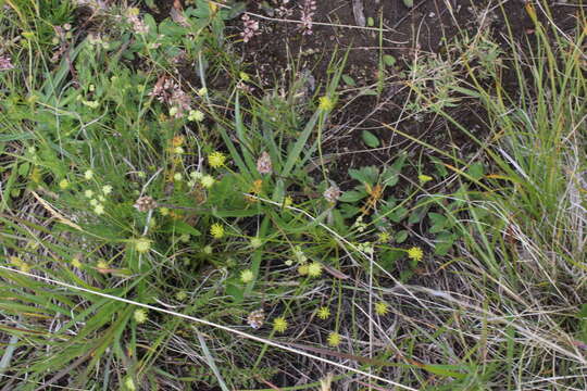 Image of Chamaesciadium